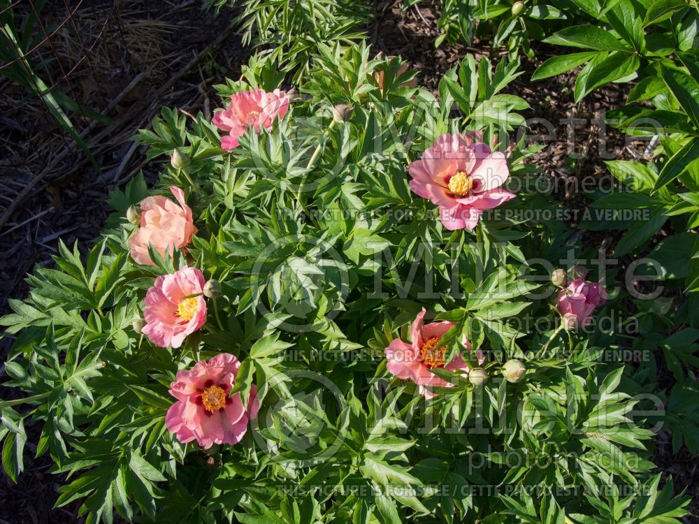 Paeonia Old Rose Dandy (Peony) 3 