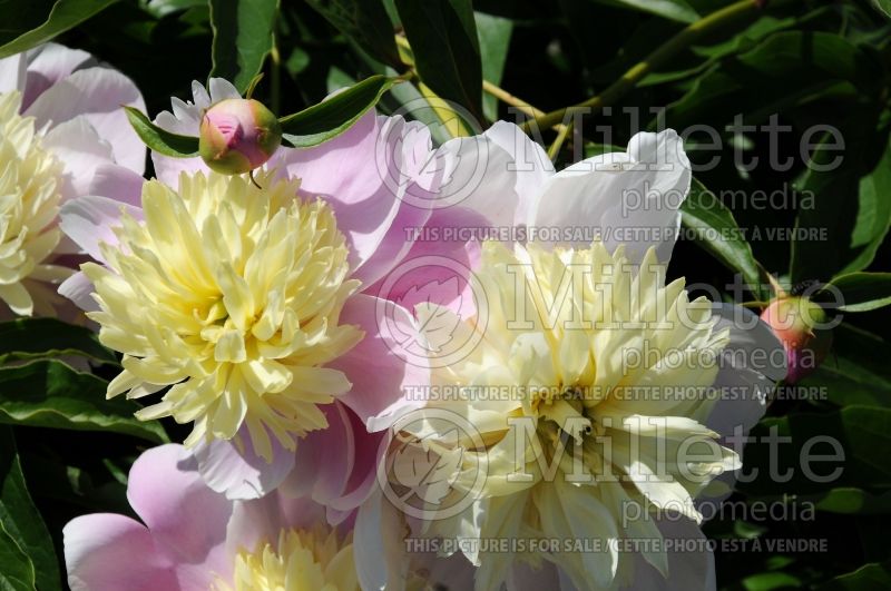 Paeonia Butter Bowl (Peony) 1 