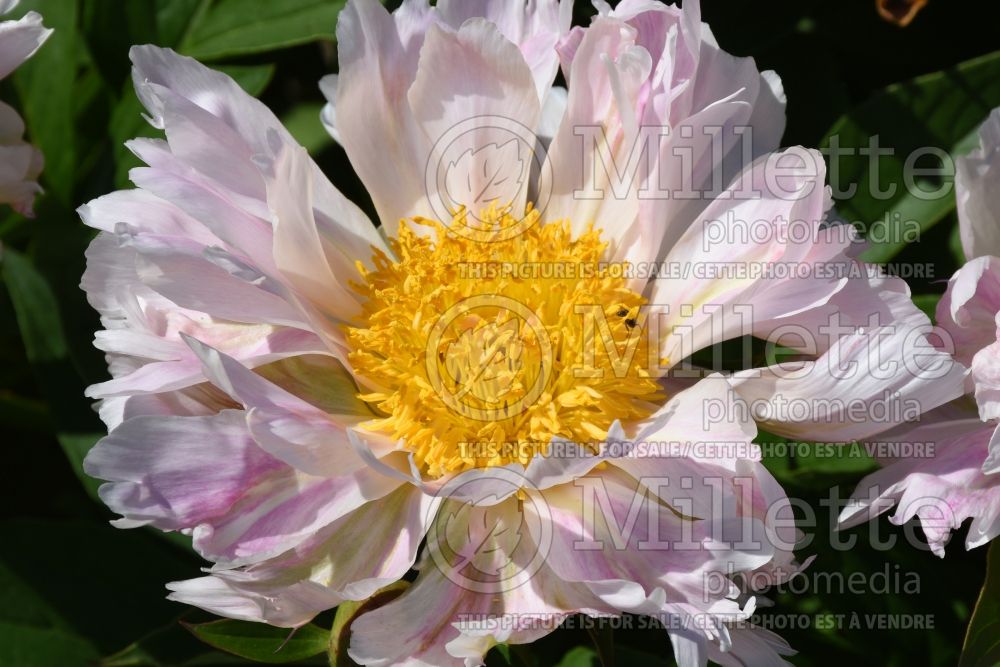 Paeonia Scatterbrain Pink (Peony) 2 