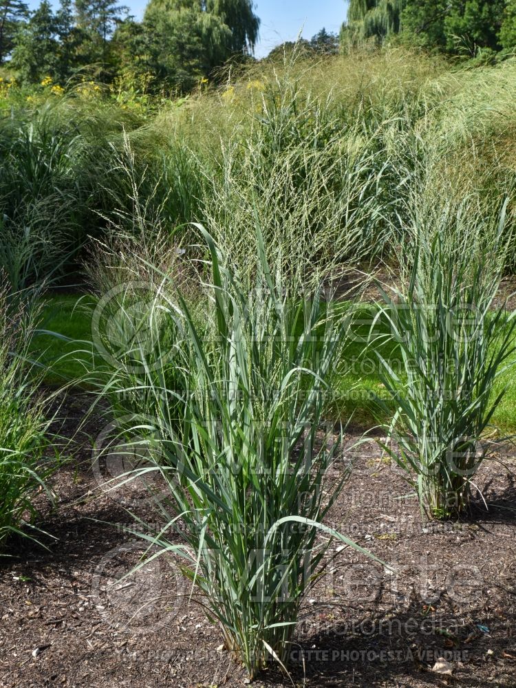 Panicum Prairie Winds Totem Pole (Switch Grass, Panic Grass Ornamental Grass) 2