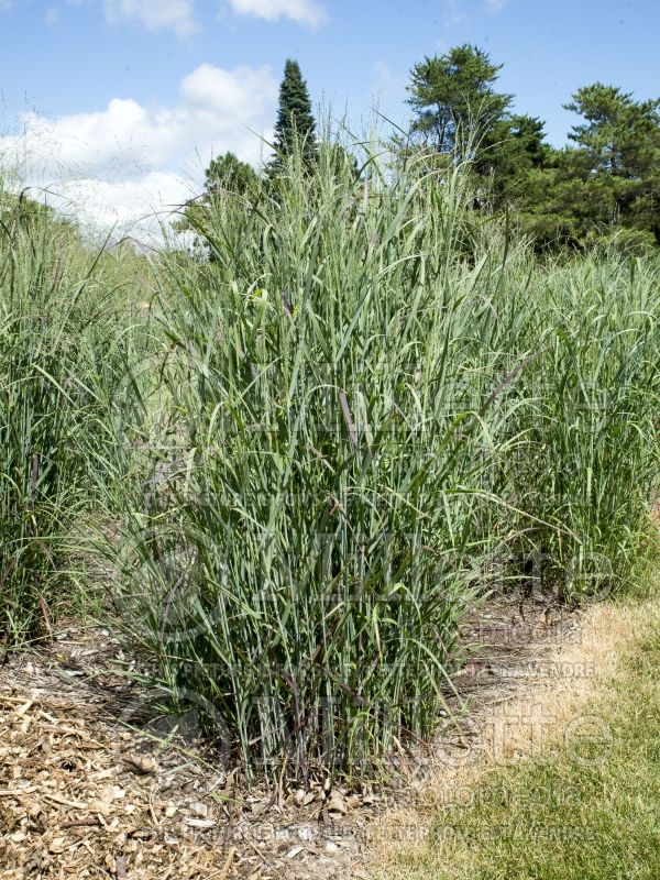 Panicum Badlands (Switch Grass, Panic Grass Ornamental Grass) 2