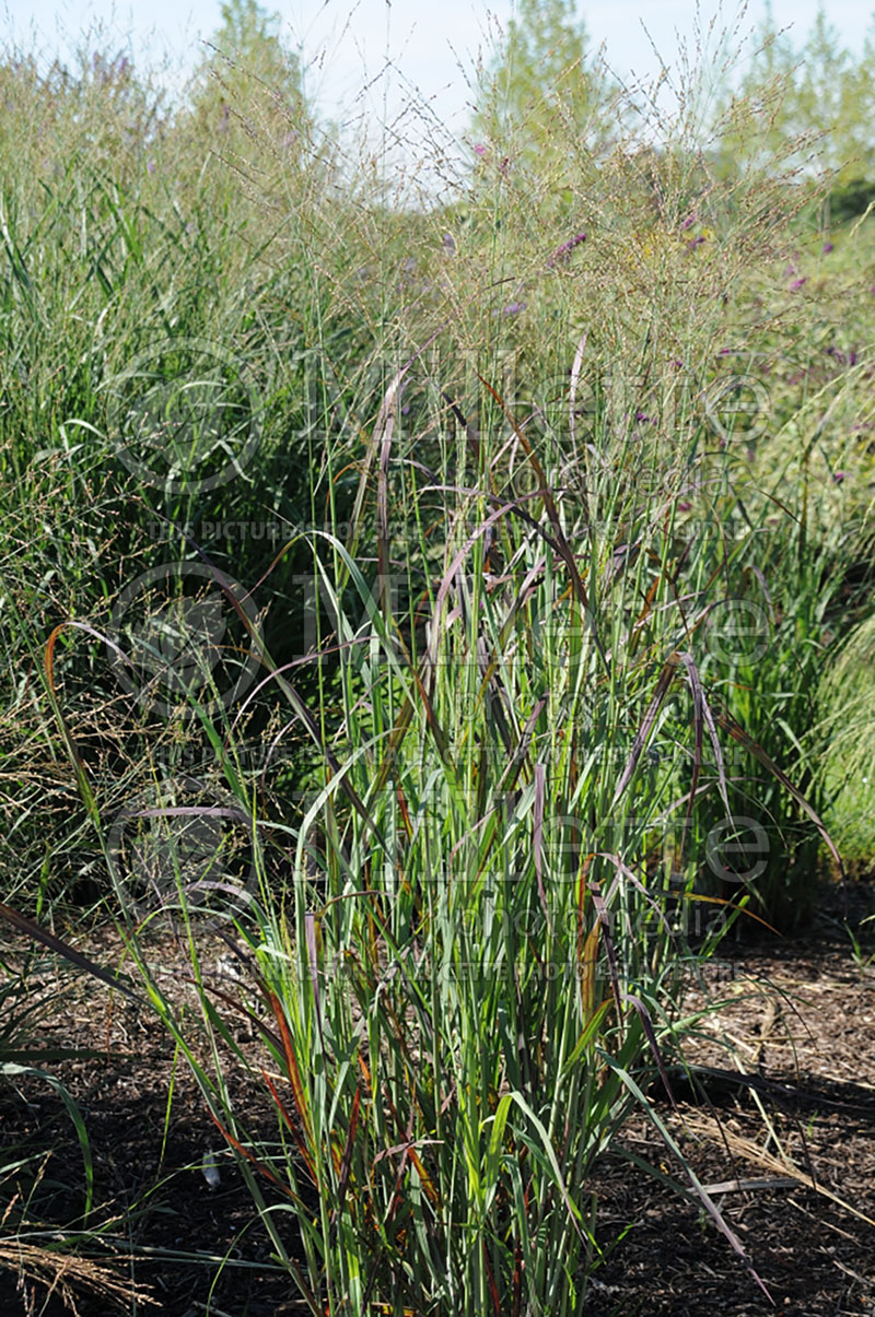Panicum Badlands (Switch Grass, Panic Grass Ornamental Grass) 1