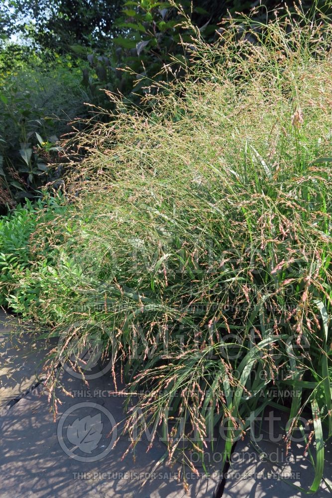 Panicum Cape Breeze (Switch Grass, Panic Grass Ornamental Grass) 1