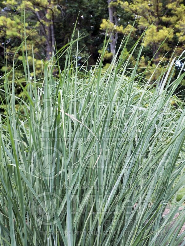 Panicum Cloud Nine (Switch Grass, Panic Grass Ornamental Grass) 5