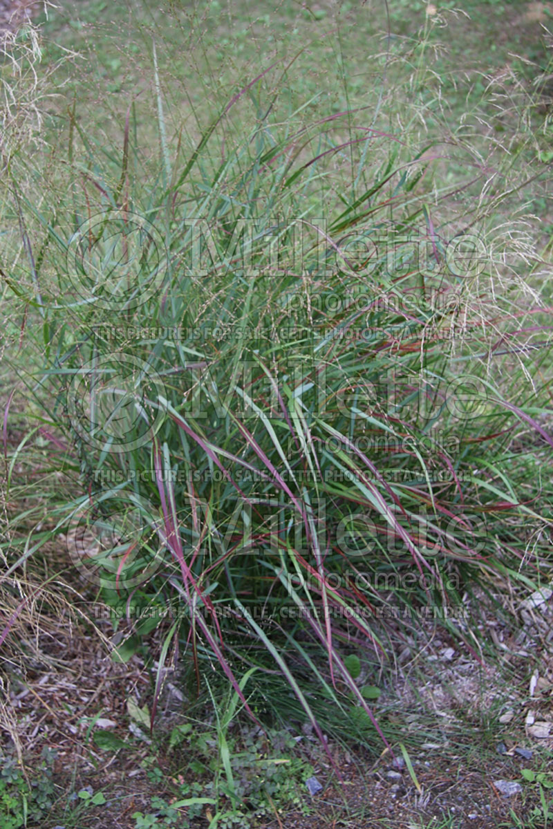 Panicum virgatum Haense Herms (Switch Grass, Panic Grass Ornamental Grass) 1