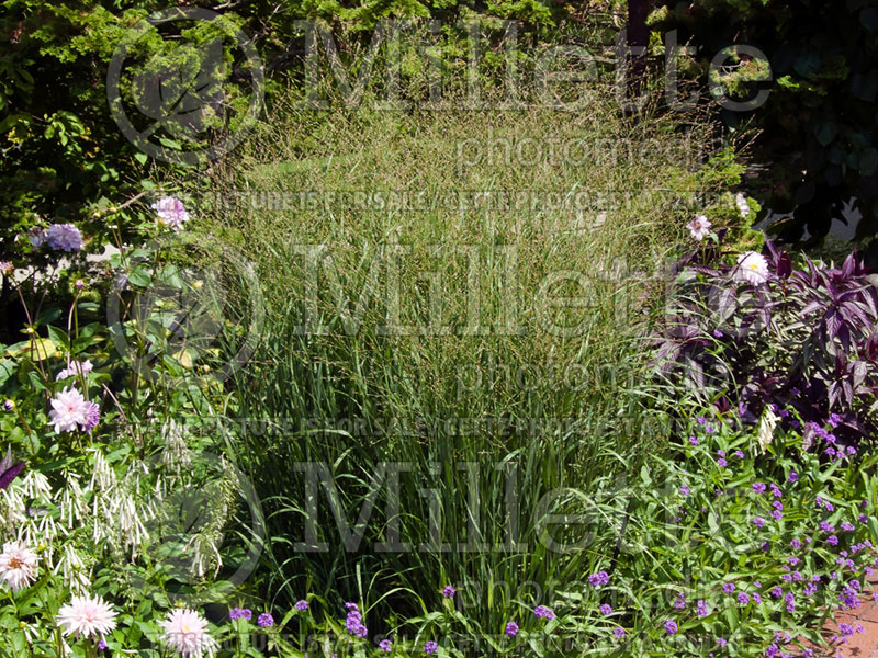 Panicum Heavy Metal (Switch Grass, Panic Grass Ornamental Grass) 3