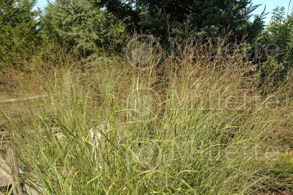 Panicum Heavy Metal (Switch Grass, Panic Grass Ornamental Grass) 5