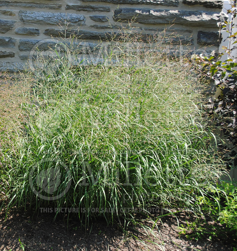 Panicum Heavy Metal (Switch Grass, Panic Grass Ornamental Grass) 18