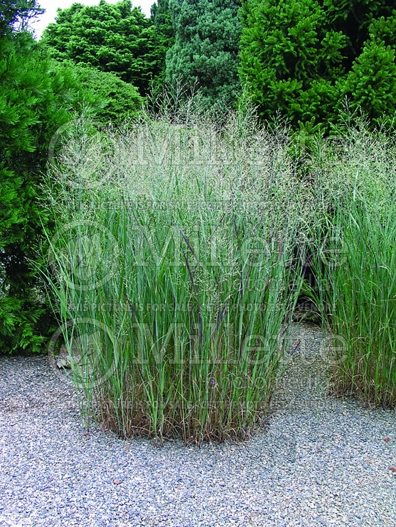 Panicum Heavy Metal (Switch Grass, Panic Grass Ornamental Grass) 13