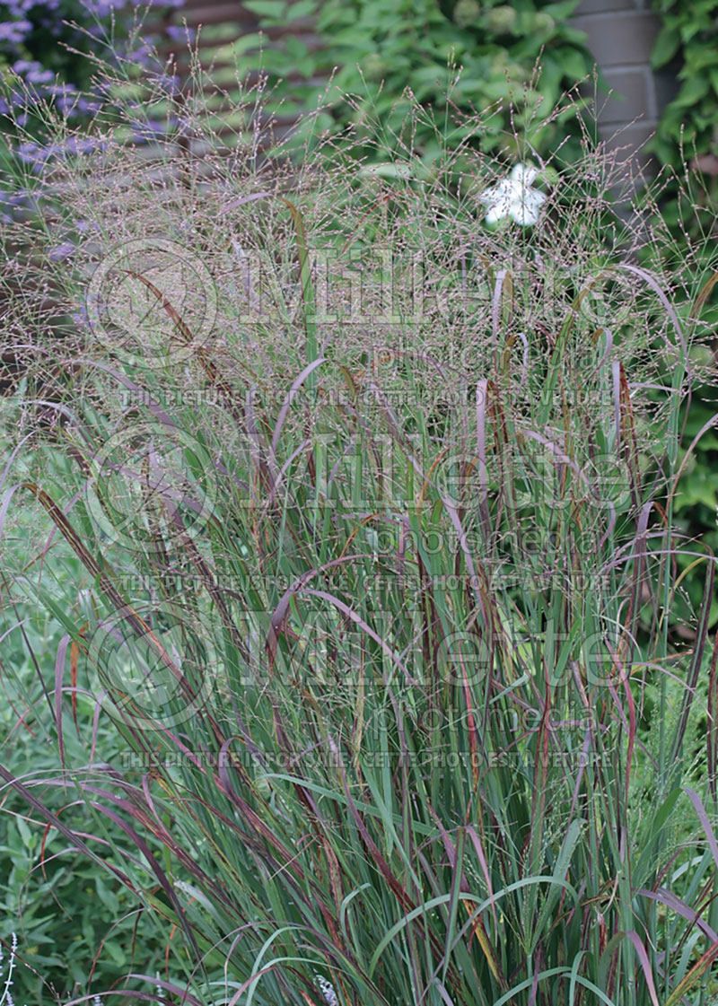 Panicum Huron Solstice (Switch Grass, Panic Grass Ornamental Grass) 1