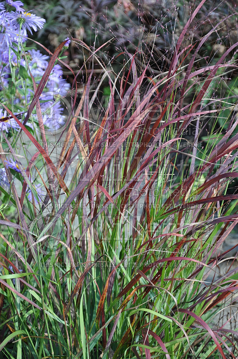 Panicum Kurt Bluemel (Switch Grass, Panic Grass Ornamental Grass) 1