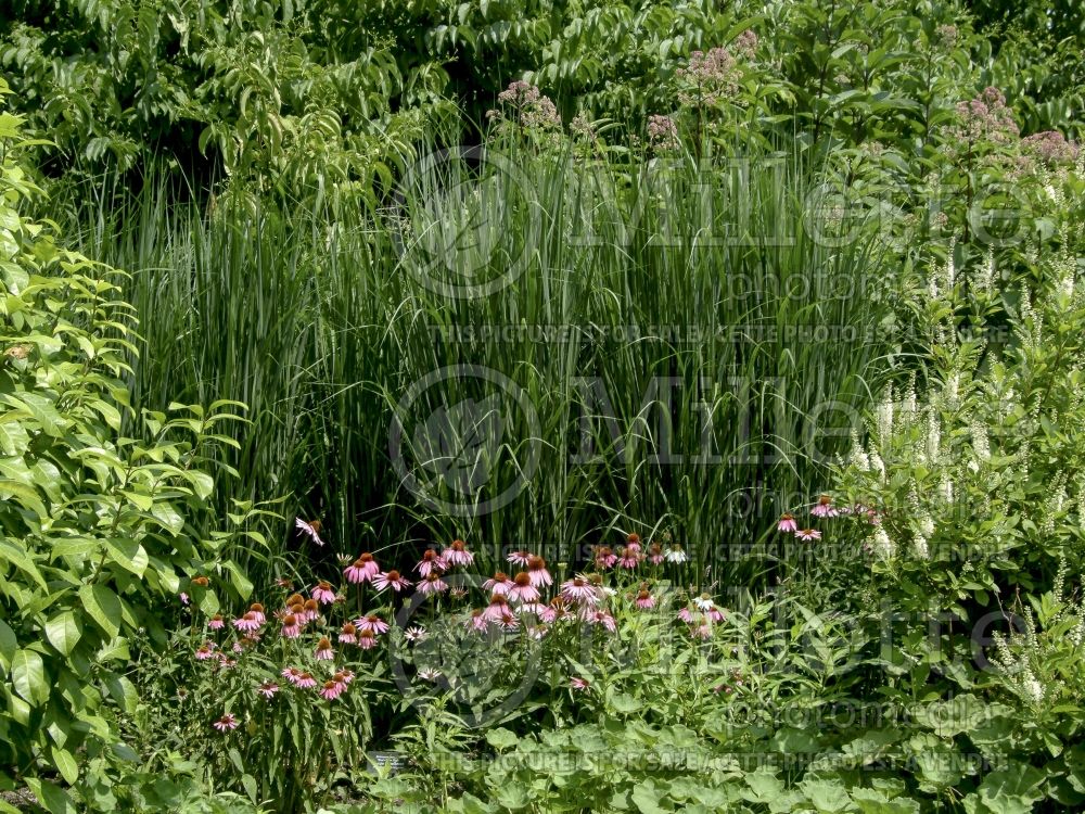 Panicum Northwind (Switch Grass, Panic Grass Ornamental Grass) 10  
