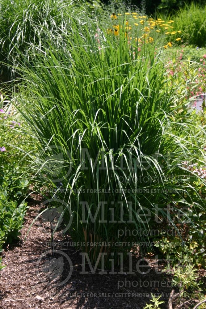 Panicum Northwind (Switch Grass, Panic Grass Ornamental Grass) 1  
