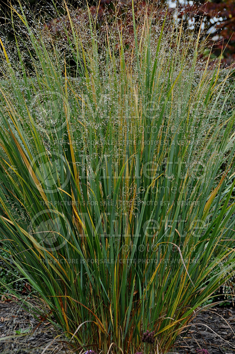 Panicum Northwind (Switch Grass, Panic Grass Ornamental Grass) 9  
