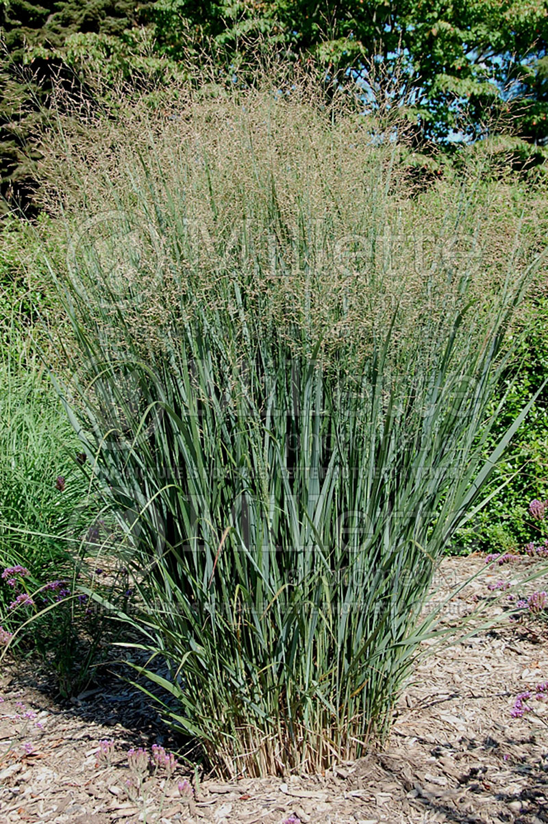 Panicum Northwind (Switch Grass, Panic Grass Ornamental Grass) 8  