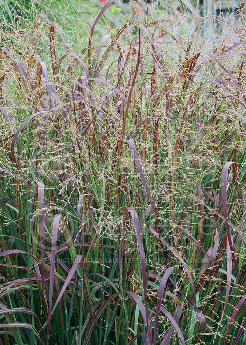Panicum Prairie Fire (Switch Grass, Panic Grass Ornamental Grass) 1