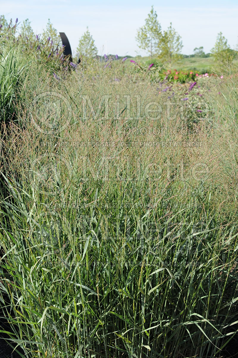 Panicum Prairie Sky (Switch Grass, Panic Grass Ornamental Grass) 2