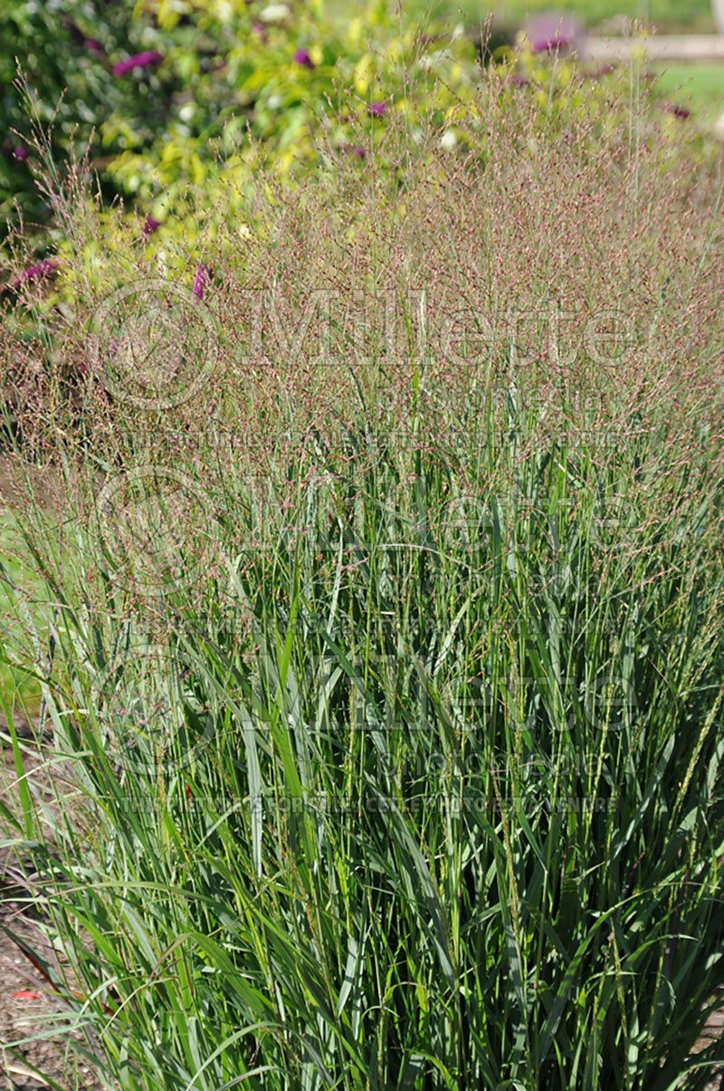 Panicum Prairie Winds Cheyenne Sky (Switch Grass, Panic Grass Ornamental Grass) 1