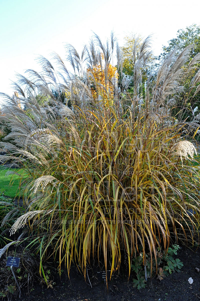 Panicum Rehbraun (Switch Grass, Panic Grass Ornamental Grass) 1