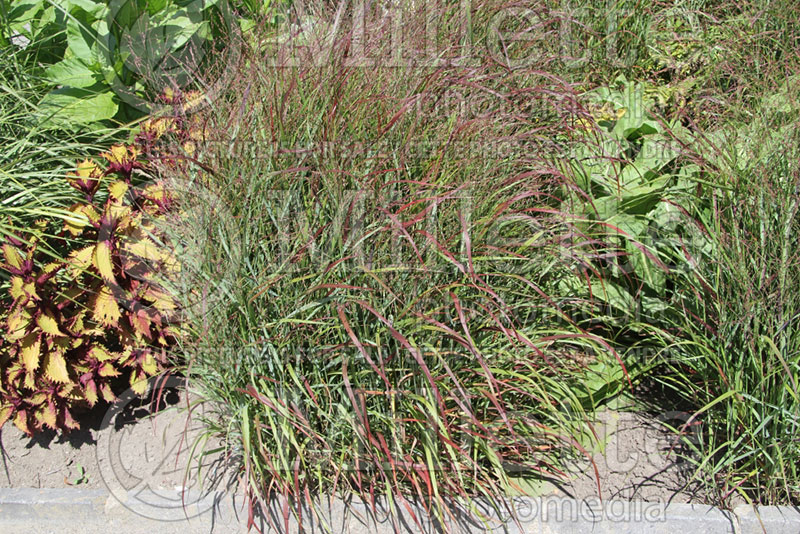 Panicum Rotstrahlbusch (Switch Grass, Panic Grass Ornamental Grass) 3