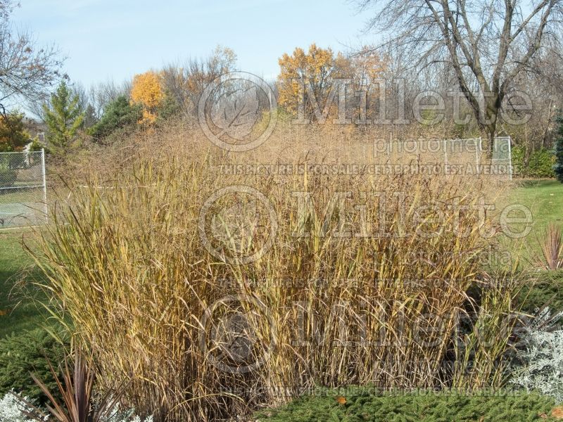 Panicum Rotstrahlbusch (Switch Grass, Panic Grass Ornamental Grass) 9