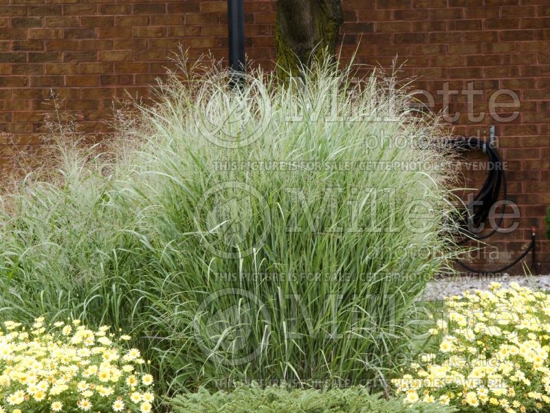 Panicum Rotstrahlbusch (Switch Grass, Panic Grass Ornamental Grass) 10