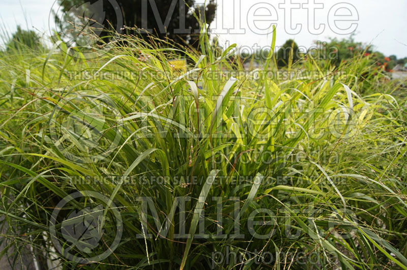 Panicum Rotstrahlbusch (Switch Grass, Panic Grass Ornamental Grass) 8