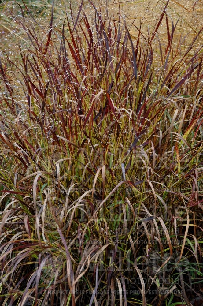 Panicum Shenandoah (Switch Grass, Panic Grass Ornamental Grass) 22