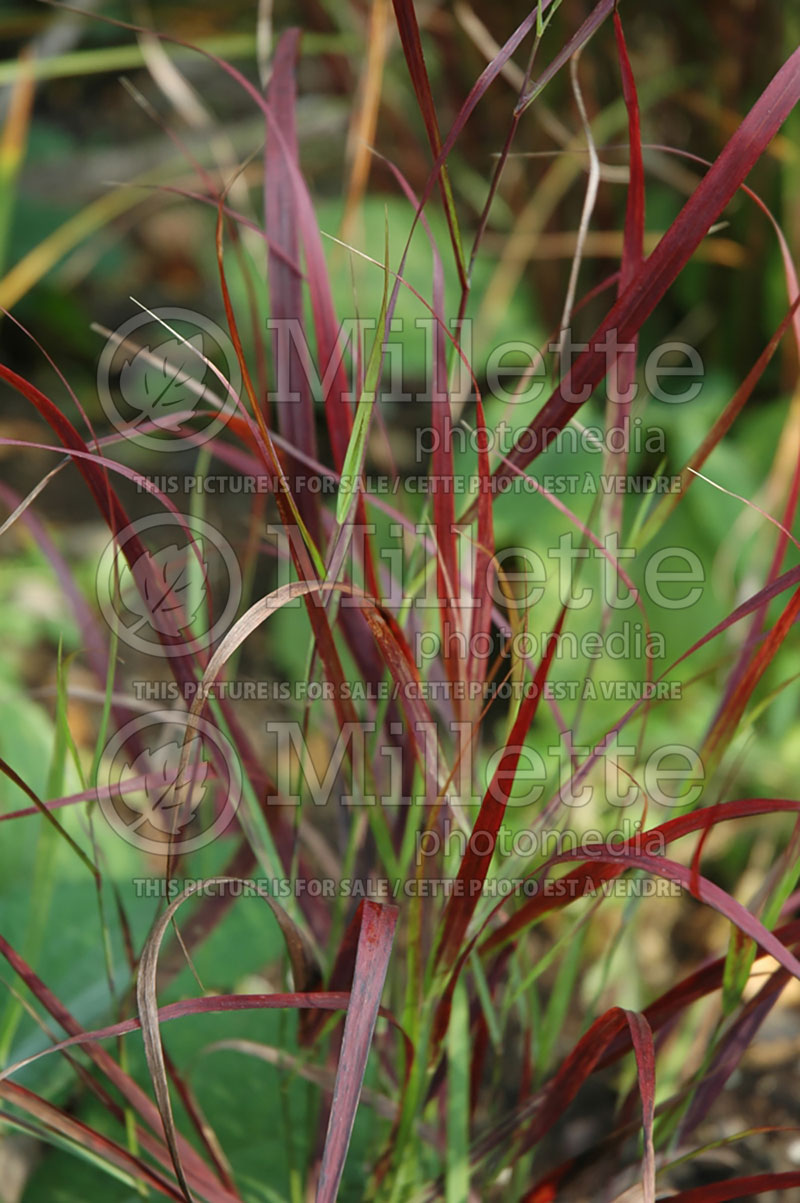 Panicum Shenandoah (Switch Grass, Panic Grass Ornamental Grass) 6