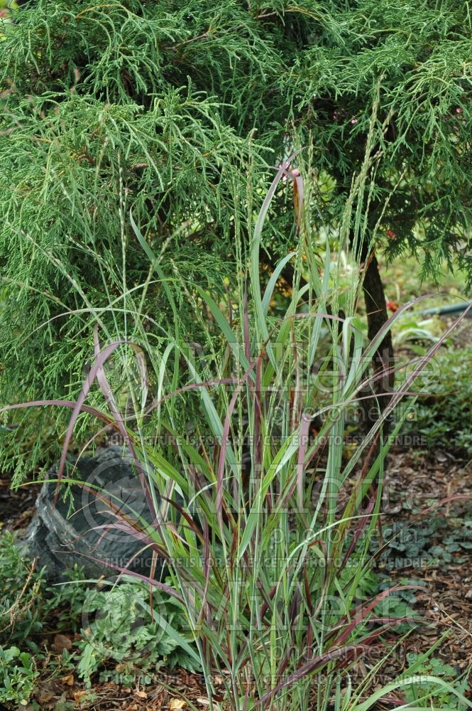 Panicum Shenandoah (Switch Grass, Panic Grass Ornamental Grass) 7