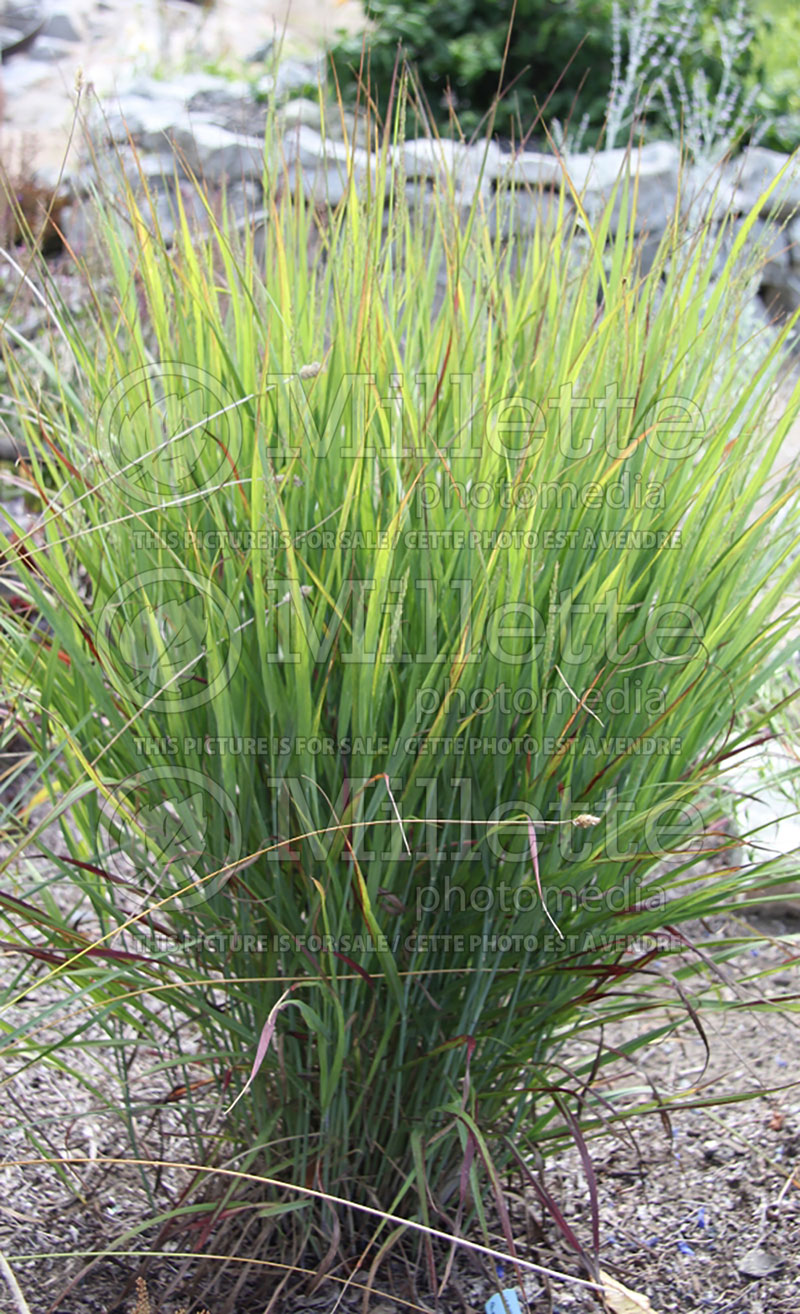 Panicum Shenandoah (Switch Grass, Panic Grass Ornamental Grass) 10