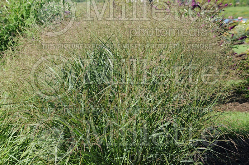 Panicum Squaw (Switch Grass, Panic Grass Ornamental Grass) 1