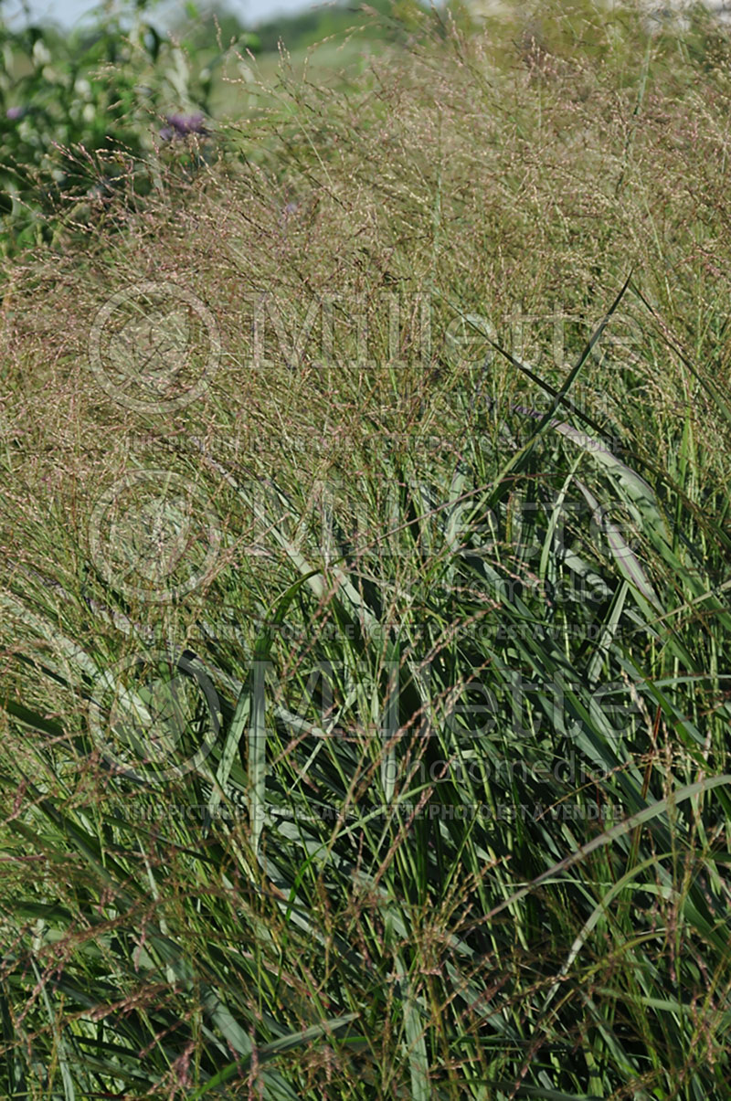 Panicum Squaw (Switch Grass, Panic Grass Ornamental Grass) 2
