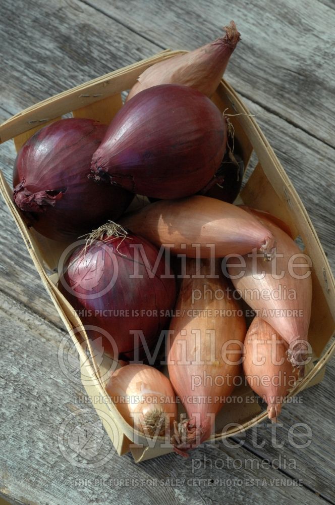 Basket full of red and green onions (Ambiance vegetable) 44 