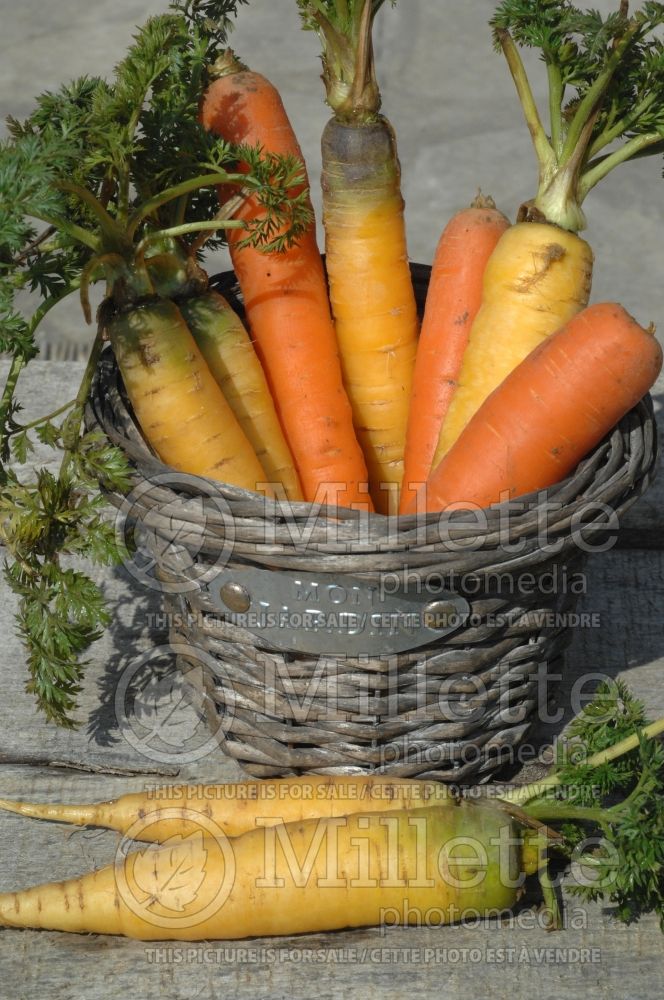 Basket of bio Yellostone and Nipomo carrots (Bio vegetables) 1