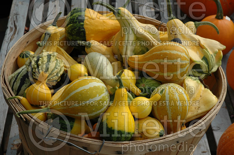 Basket full of squash and pumpkins - Autumn Fall (Ambiance) 80
