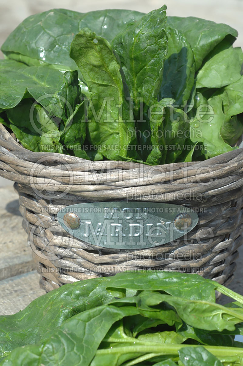 Basket of bio spinach (Bio vegetables) 1