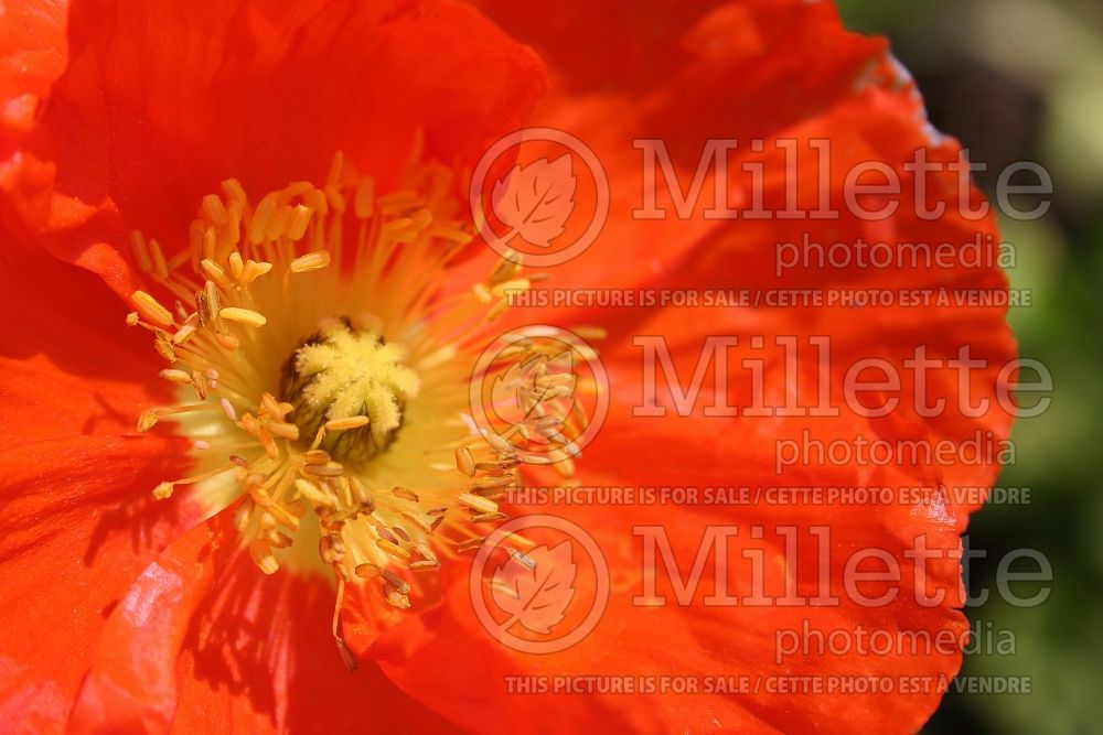 Papaver Champagne Bubble Scarlet (Iceland Poppy) 2 