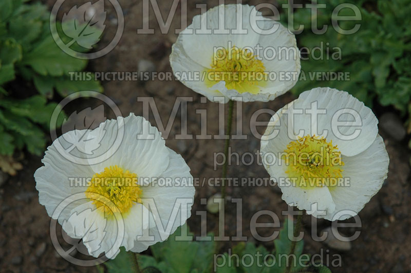 Papaver Spring Fever White (Iceland Poppy)  1