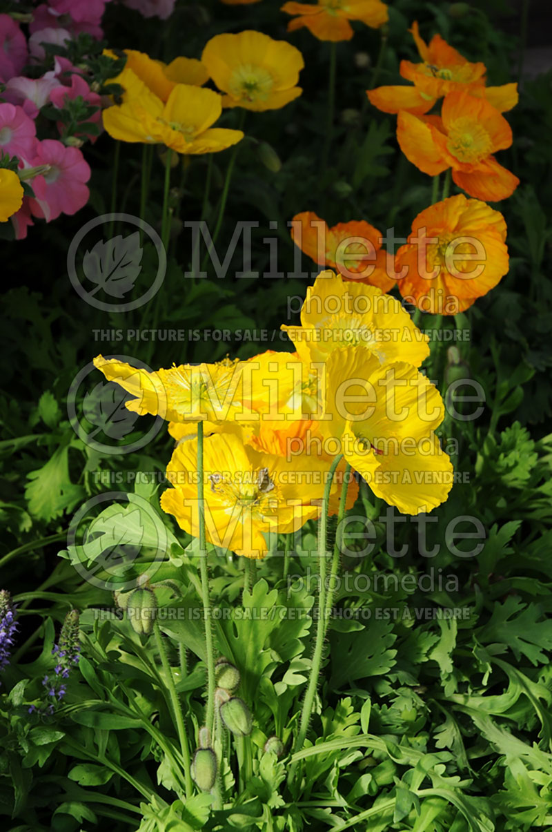 Papaver Spring Fever Yellow (Iceland Poppy)  3