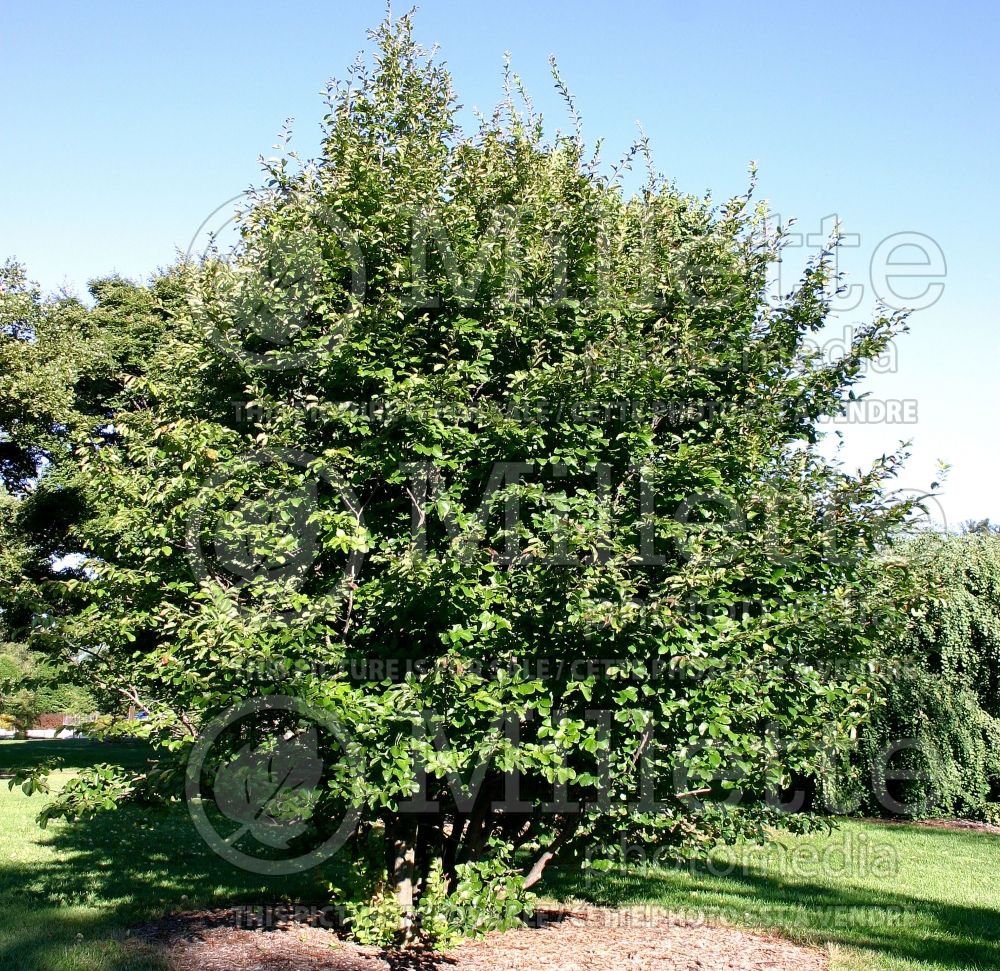 Parrotia persica (Persian ironwood) 6