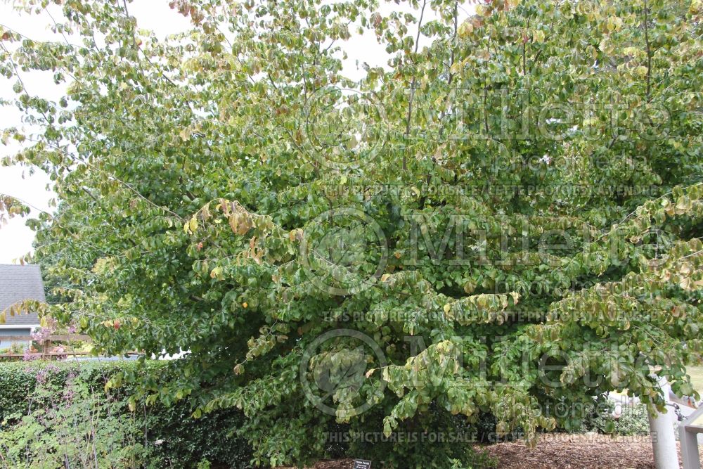 Parrotia persica (Persian ironwood) 5