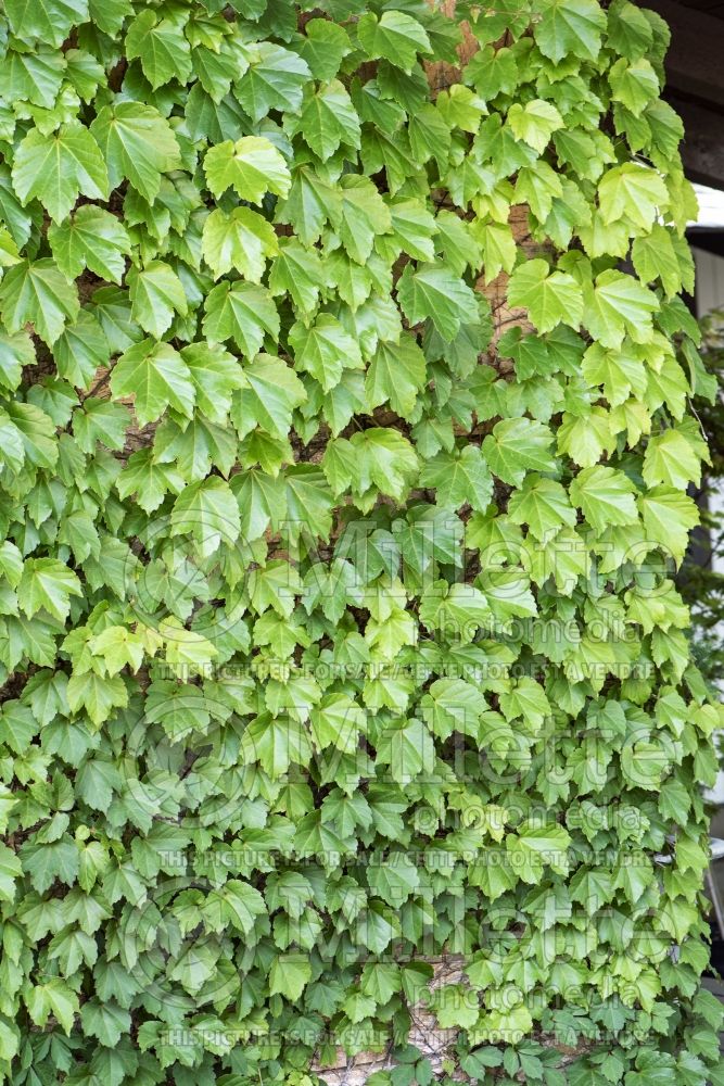 Parthenocissus tricuspidata (Boston ivy creeper - Vigne vierge) 1 
