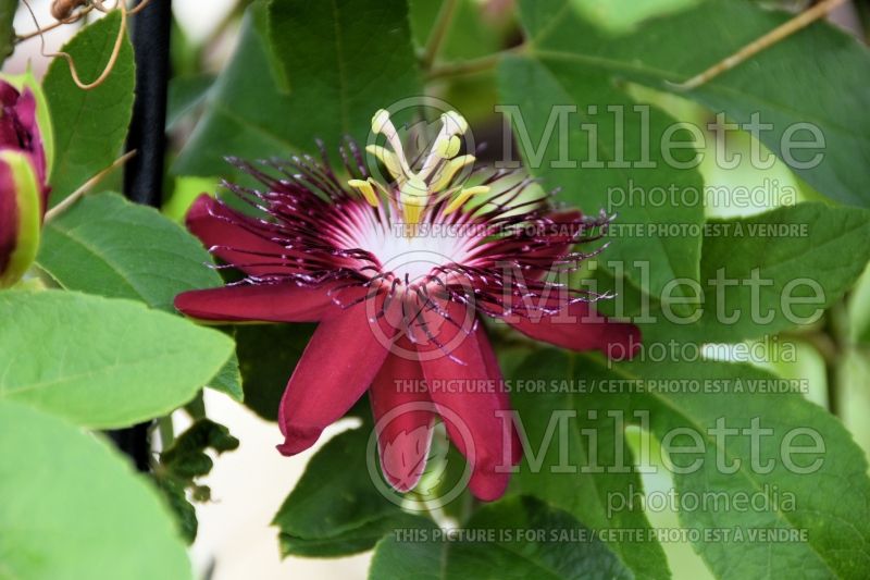 Passiflora Lady Margaret (Purple Passion Flower) 2  