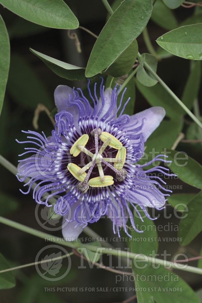Passiflora Purple Haze (Passion Flower) 1 