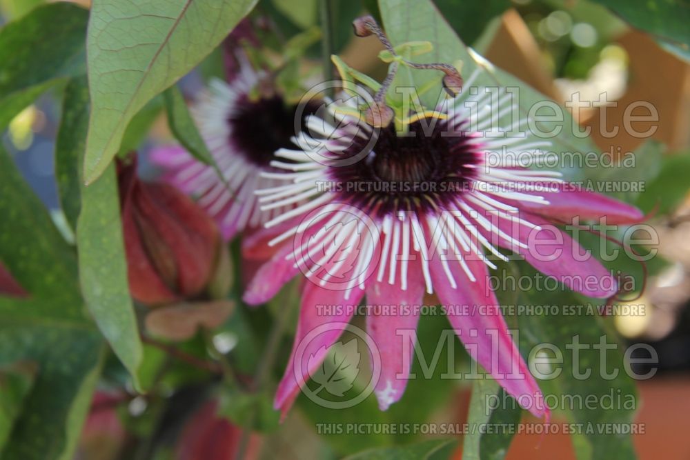 Passiflora Violacea (Purple Passion Flower) 1  