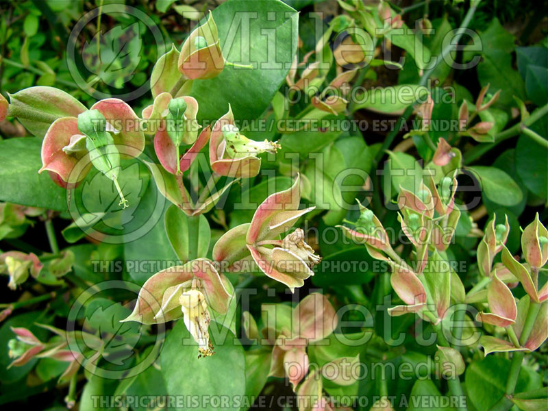 Pedilanthus bracteatus or Euphorbia bracteata (Tall Slipper plant) 1