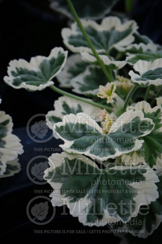 Pelargonium Glitterati Ice Queen (Pelargonium Geranium) 1 