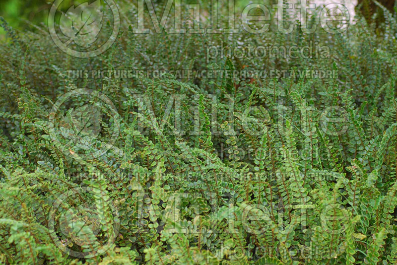 Pellaea rotundifolia (Roundleaf Fern, Button Fern) 2