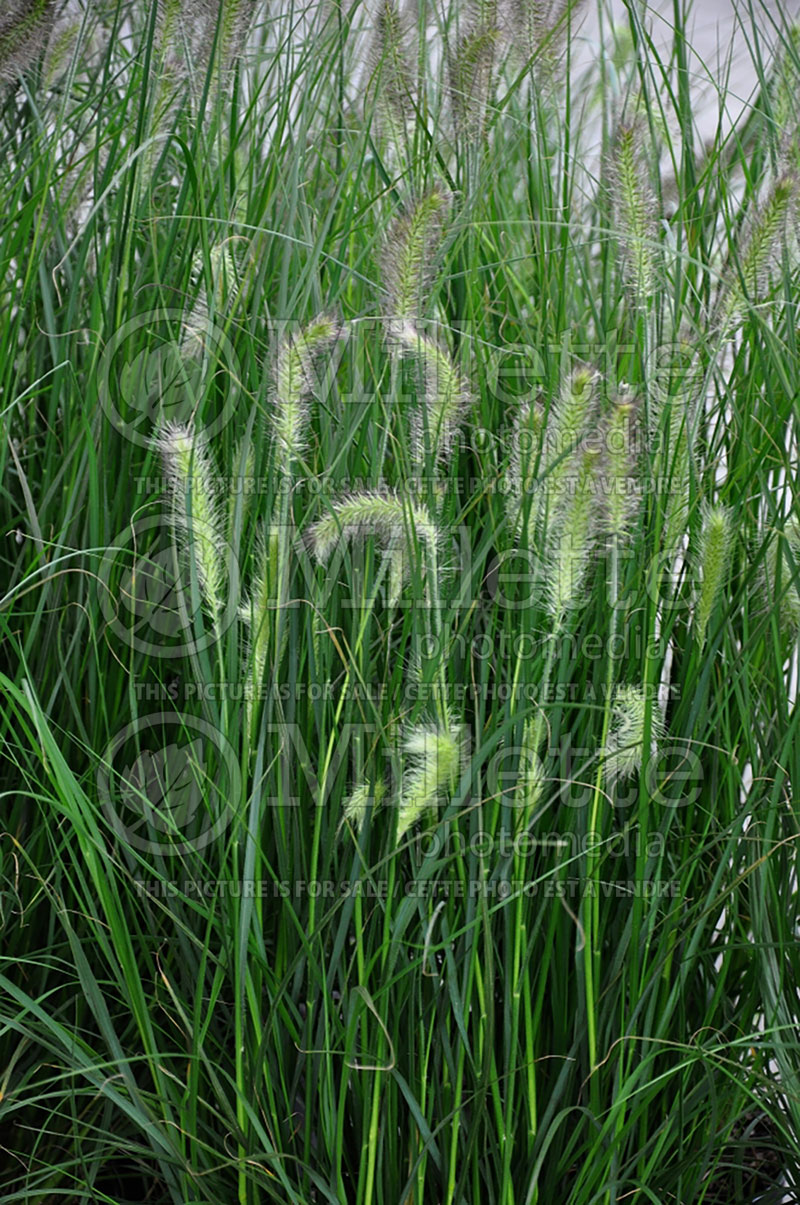 Pennisetum Hameln (Pearl millet grass) 2